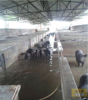 9月18日养猪业与水产品养殖重要信息汇总