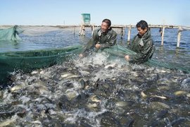 阿勒泰市水产养殖实验场 高寒地区水产品养殖的创新与实践