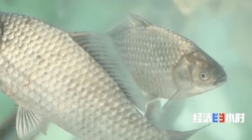 鱼价飙升背后 供需失衡下的水产养殖行业观察