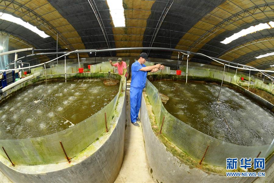 河北乐亭 向海图强，以特色养殖谱写蓝色经济新篇章