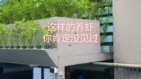 工厂化高效水产养殖新篇章 钢架刀刮布高密度养殖黄颡鱼技术解析