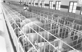 从养猪工厂到水产养殖 顺德太平瘦肉型猪场与1989年水产品养殖的联动探索