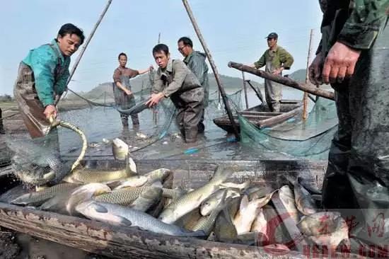 2021水产养殖机遇与挑战 早布局，稳增收