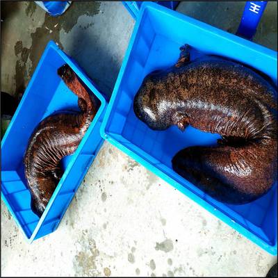 安徽娃娃鱼市场行情与价格分析——以特色养殖为视角