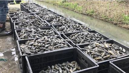 魔性吆喝+政府牵线 象山蛏子的“出圈”密码