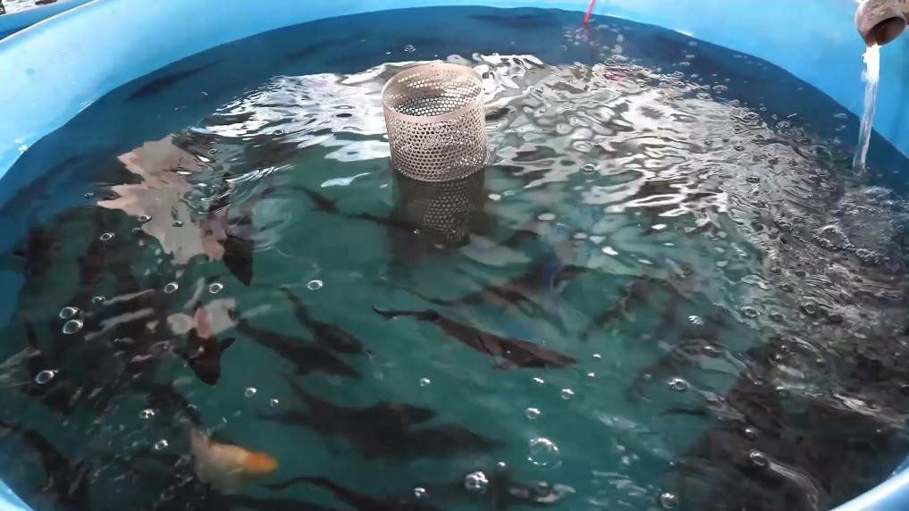 冬日暖阳里 听一首乡村振兴交响曲 水产品养殖