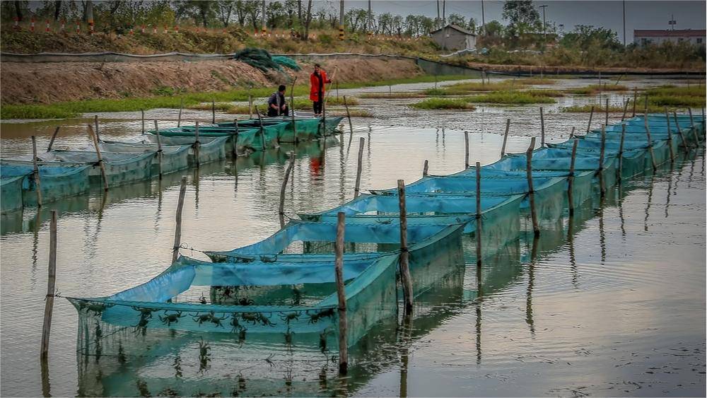 水产养殖螃蟹塘高温能肥水吗？螃蟹塘高温天可否使用有机肥？速看！