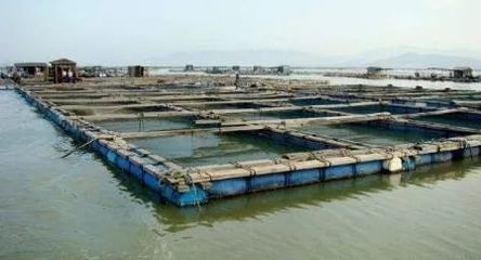 从传统到未来 水产养殖业的绿色转型之路