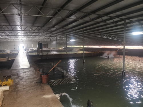 走近暖通工程 福建三明鳗鱼养殖水产养殖供暖项目探访记