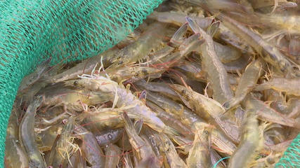 产量翻30余倍！科技赋能，三门南美白对虾实现全年稳定供应