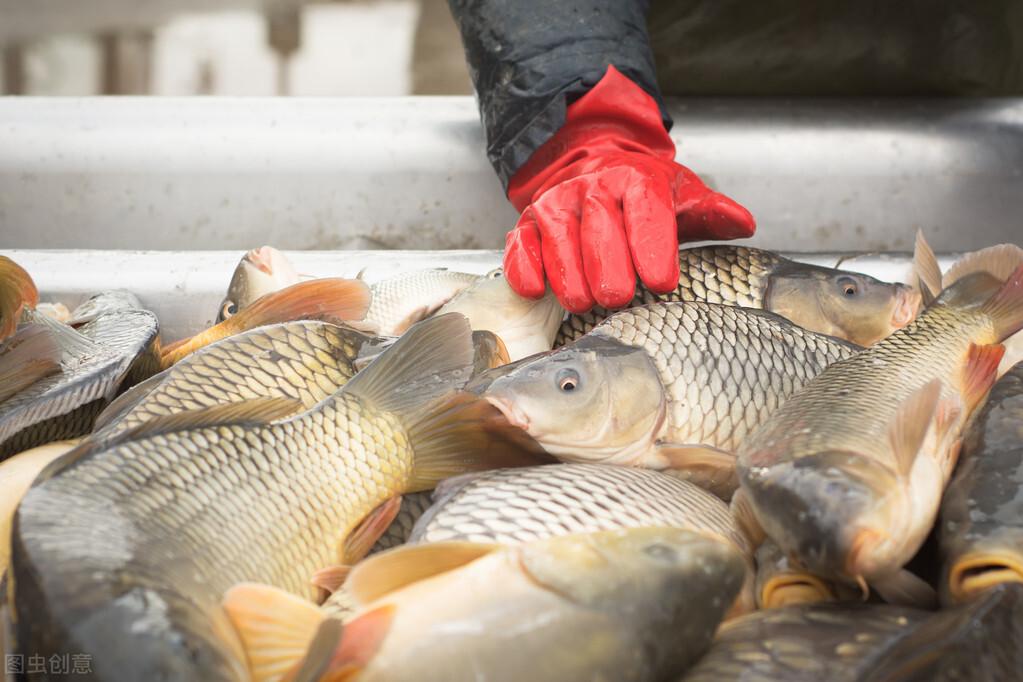 天然饵料在水产养殖中的应用与注意事项